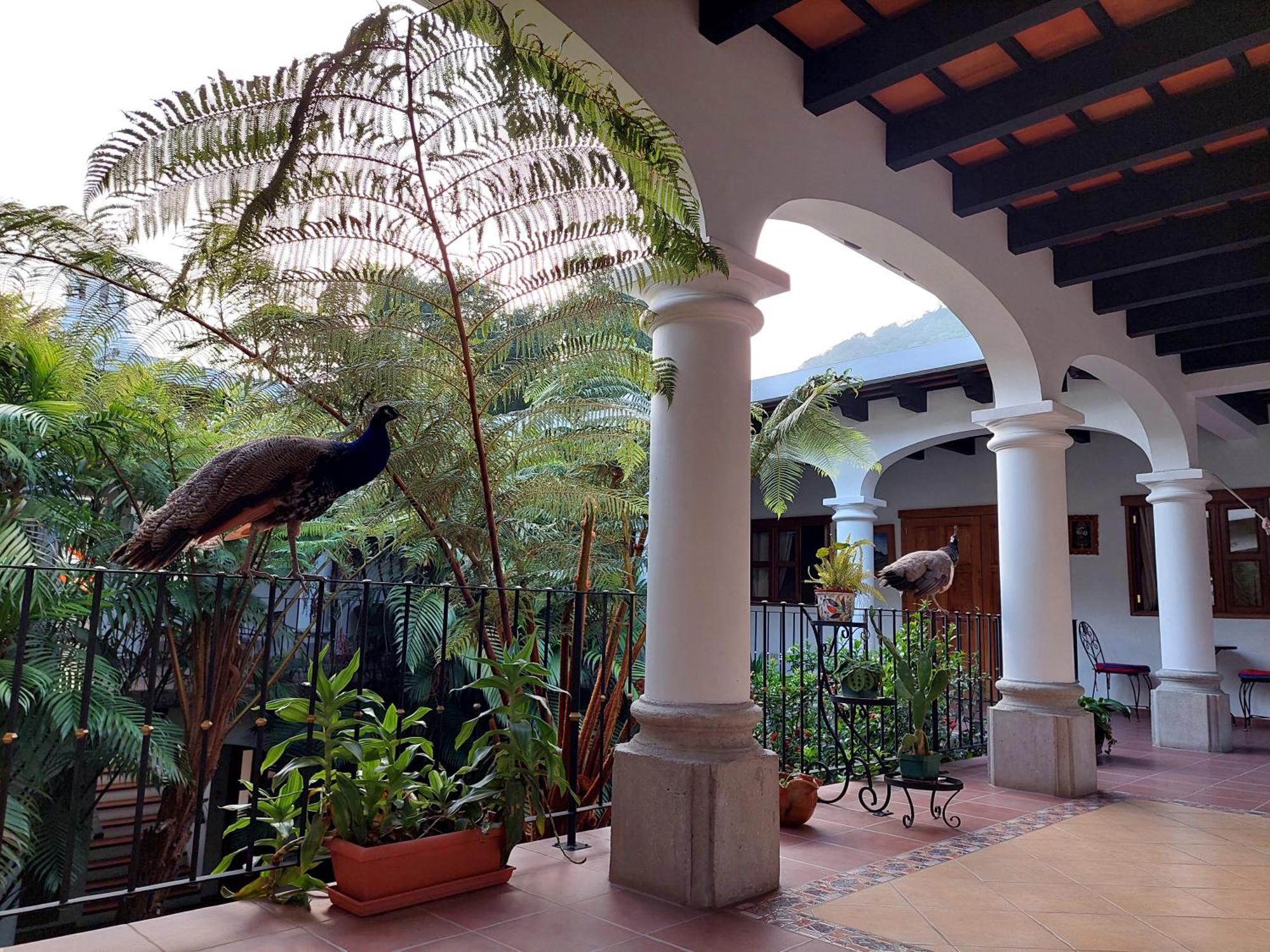 Hotel Y Jardines Casa Buho Антигуа-Гватемала Экстерьер фото